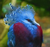 Blue Crowned Pigeon Papua New Guinea