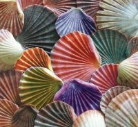Colored Shells