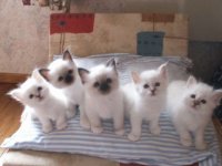 lots of kittens