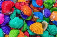 Colorful Shells