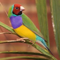 Male Gouldian Finch Australia