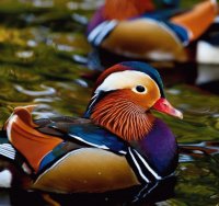 Mandarin Ducks