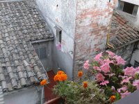 Perugia flowers