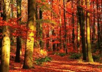 autumn 48