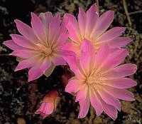 Bitteroot Montana State Flower