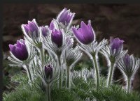 Native Prairie Crocus USA
