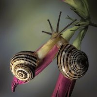 Kissing Snails