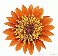 fleur