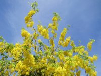 黃金雨花