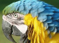 Amazone Parrot