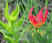 Flame Lily National Flower of Zimbabwe