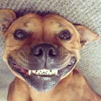Sonrisa perruna