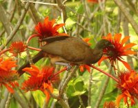 Bird and Flowers