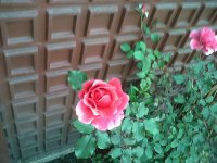 FLORES COLOMBIANAS
