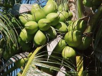 Fresh Coconuts