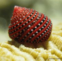 Sea Shell from the Andaman Sea