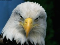 US symbol the Bold Eagle