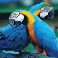Blue and Gold Macaw Parrots Costa Rica