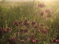 Wildflowers at dawn