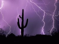 Tucson Lightning with Saquaro