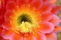 Barrel Cactus Bloom