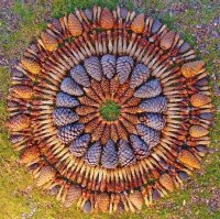 Danmala Ponderosa pine cones Sedona Arizona