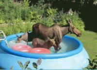 Moose in the Garden to cool off Anchorage