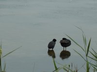 Rutland water