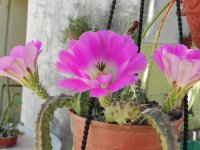 ECHINOCEREUS PENTALOPUS FLORECIDO