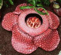 Rafflesia Arnoldii worlds largest Flower from Asia