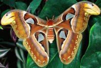 Butterfly with a 10 to 12 inches wingspan Asia