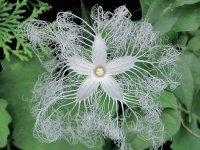 Serpent Gourd Flower (Trichosanthes Cucumerina )