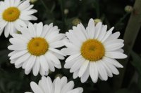 leucanthemum