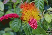 Tropical Plant