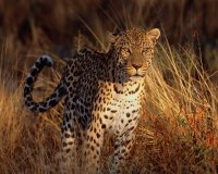 LEOPARDO
