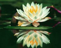 fleurs: nénuphar