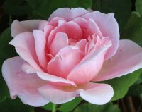 Damask Rose