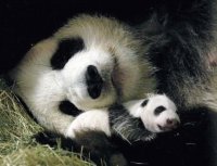 panda