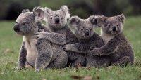 koala