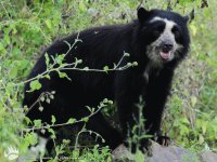 OSO DE ANTEOJOS,FAUNA COL.