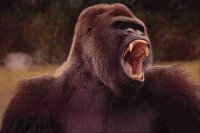 GORILA GIGANTE,AFRICA