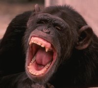 CHIMPANCE,CHITA