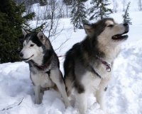 SOLO PELUDOS Y LANUDOS
