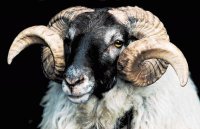 CARNERO,ARIES