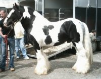 CABALLO PERCHERÓN CHILENO