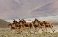 ASNOS SALVAJES,GUAJIRA COL