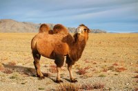 CAMELLO DE MONGOLIA