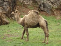 DROMEDARIO AFRICANO