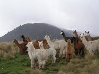 ALPACA DE LOS ANDES,PERU