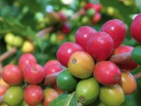 Coffee Beans, the red ones ready to pick